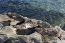 Seals sunbathing on rock — Stock Photo