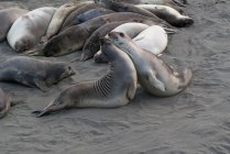 Тюлени спариваются на пляже — стоковое фото