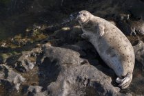 Seal sunbathing on rock — Stock Photo