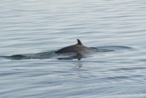 Дельфин плавает в воде — стоковое фото