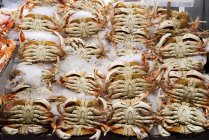 Close up of Fresh crabs on ice in market — Stock Photo