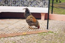 Домашняя курица прогуливаясь по двору — стоковое фото