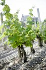 Hileras de uvas que crecen en el viñedo - foto de stock