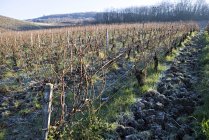 Rows of grapes at winter vineyard — Stock Photo