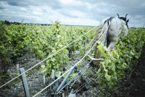 Кінь тягне плуг у винограднику — стокове фото