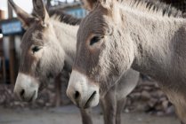 Perto de dois burros domésticos ao ar livre — Fotografia de Stock