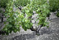 Rangées de raisins poussant au vignoble — Photo de stock
