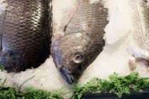 Close up de peixe fresco no gelo na banca de mercado — Fotografia de Stock