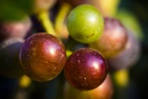 Primer plano de las uvas que crecen en el viñedo - foto de stock