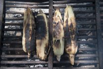 Close up of Grilling fresh corn cobs on the barbecue grill — Stock Photo