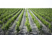 Linhas de uvas que crescem na vinha — Fotografia de Stock