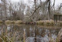 Спокойное озеро в лесу днем — стоковое фото