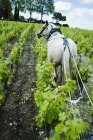 Arado de cavalo branco em vinha — Fotografia de Stock