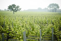 Hileras de uvas que crecen en el viñedo - foto de stock