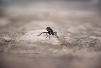 Gros plan de Weevil rampant sur le sol — Photo de stock