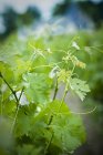Primer plano de las hojas de uva verde que crecen en el viñedo - foto de stock