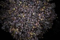 Крупным планом красного винограда для производства вина — стоковое фото