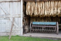 Feuilles de tabac séchage dans la grange, Ephrata, Pennsylvanie, USA — Photo de stock
