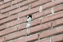 Pájaro posado en el agujero de la pared de ladrillo - foto de stock