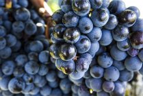 Крупным планом гроздья спелого винограда, обрезанное изображение — стоковое фото