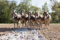 Cavalos puxando arado no campo — Fotografia de Stock