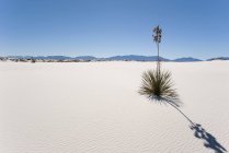 White Sands National Monument, Nuovo Messico, Stati Uniti d'America — Foto stock