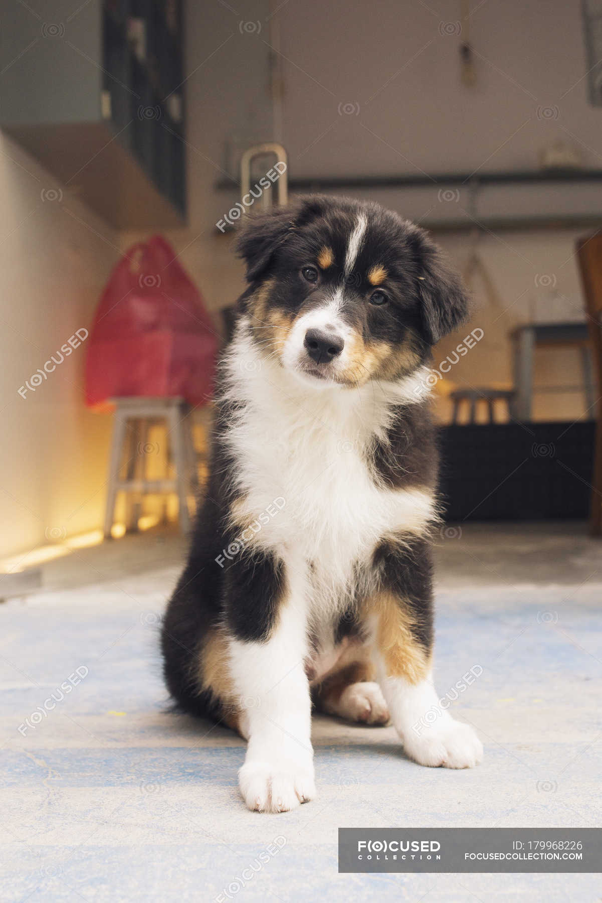 Cute dog looking at the camera — canid, daylight - Stock Photo ...