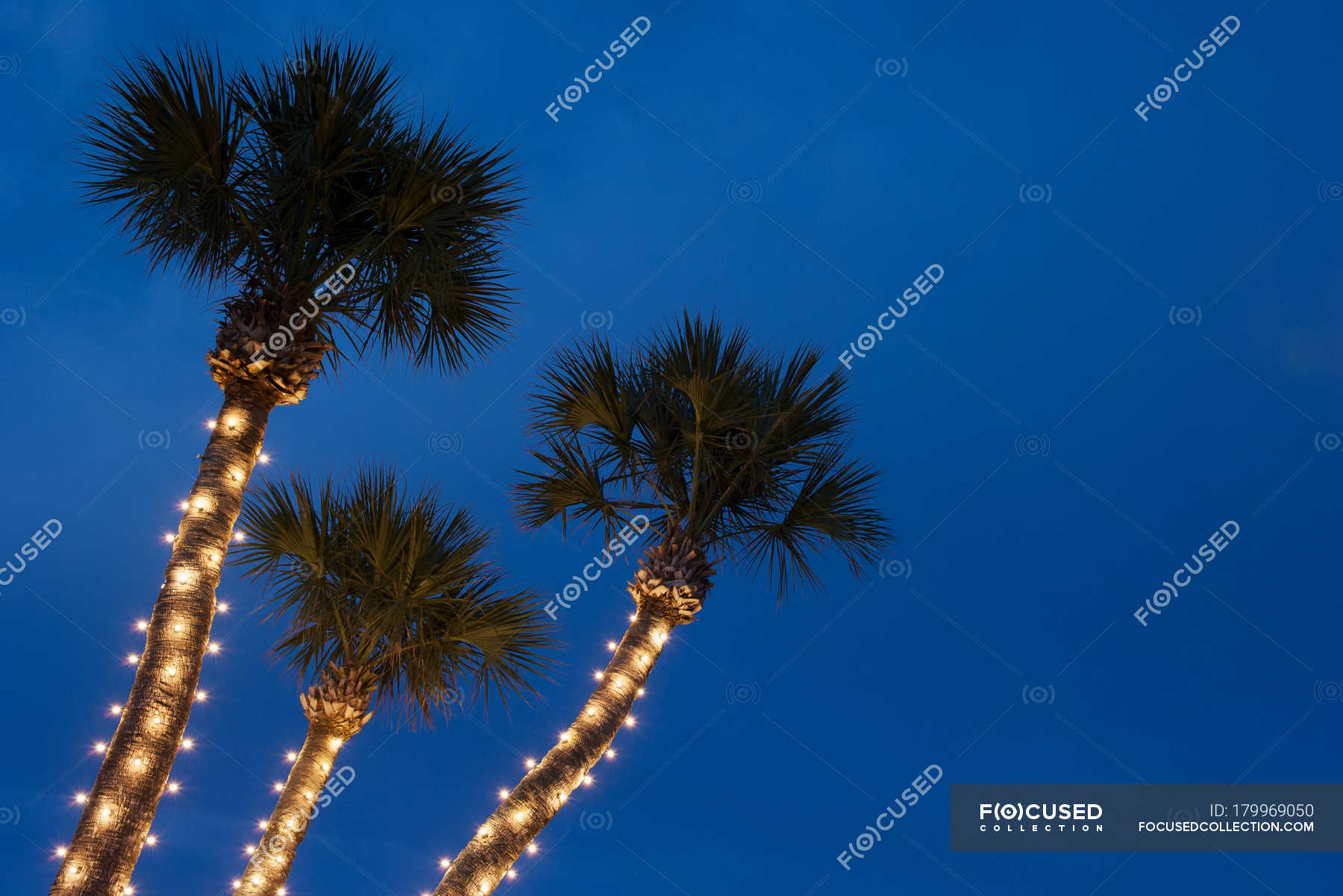 Palm Trees Decorated With Christmas Lights Celebration Nighttime Stock Photo 179969050