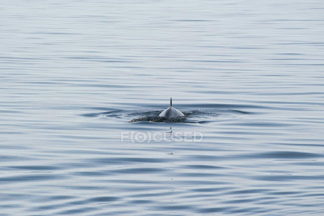 Дельфін на спинний плавник з'являються над водою — стокове фото