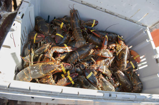 Caught lobsters in container — Stock Photo