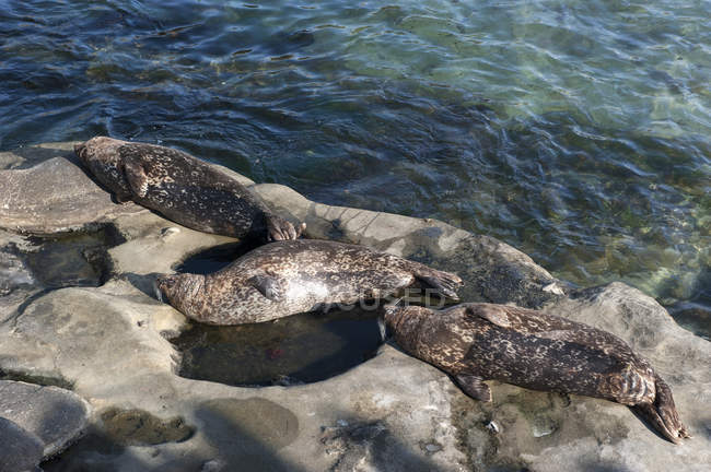 Seals sunbathing on rock — Stock Photo