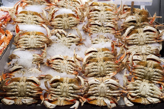 Primer plano de cangrejos frescos sobre hielo en el mercado - foto de stock