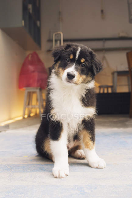 Симпатичная собака, смотрящая в камеру — стоковое фото