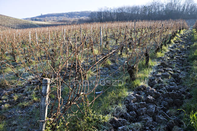 Hileras de uvas en el viñedo de invierno - foto de stock