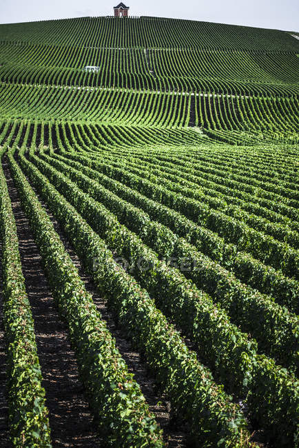 Rows of grapes growing at vineyard — Stock Photo