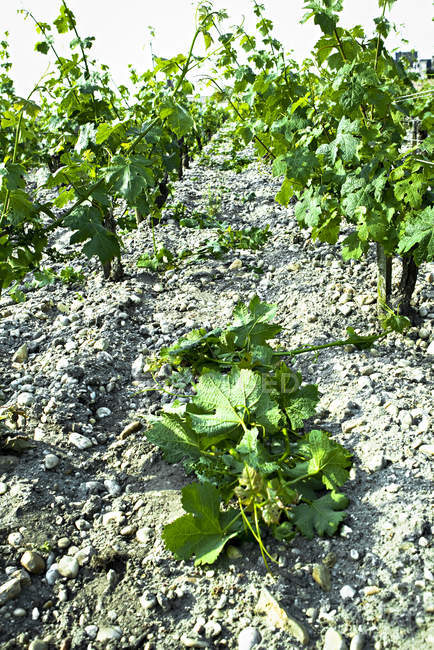 Primer plano de las hileras de uvas en el viñedo - foto de stock
