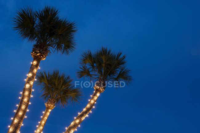Palm trees decorated with Christmas lights — Stock Photo