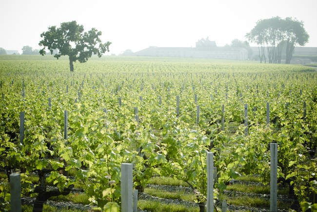 Linhas de uvas que crescem na vinha — Fotografia de Stock