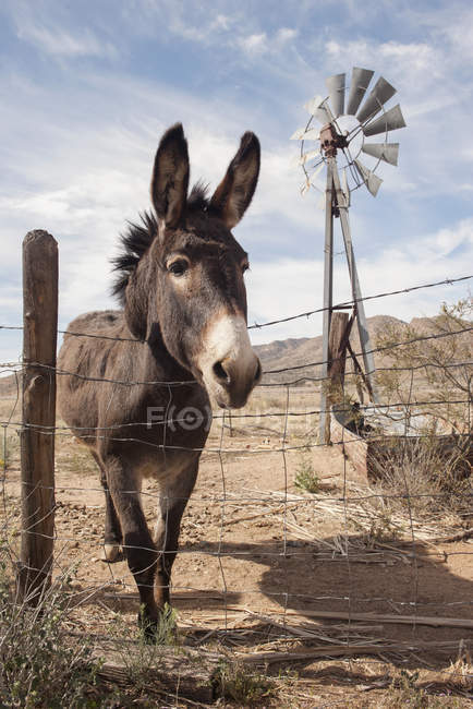 Donkey looking over wire fence outdoors — Stock Photo
