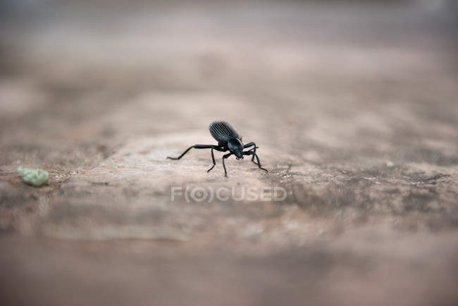 Close up of Weevil crawling on the ground — Stock Photo
