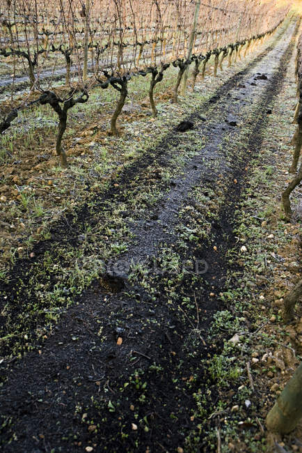 Rows of grapes at winter vineyard — Stock Photo