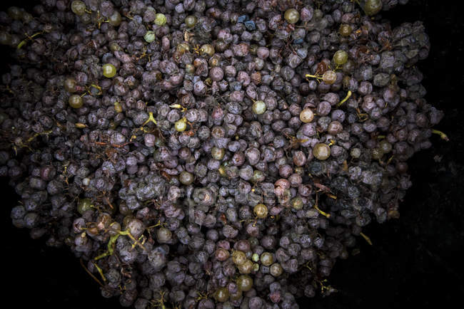 Close up of red grapes for wine making — Stock Photo