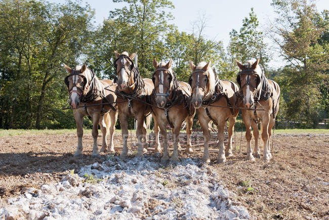 Horses pulling plow in field — Stock Photo