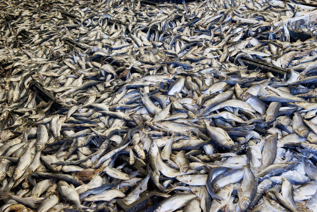 Tiro quadro completo de peixes mortos capturados no mercado de peixe — Fotografia de Stock