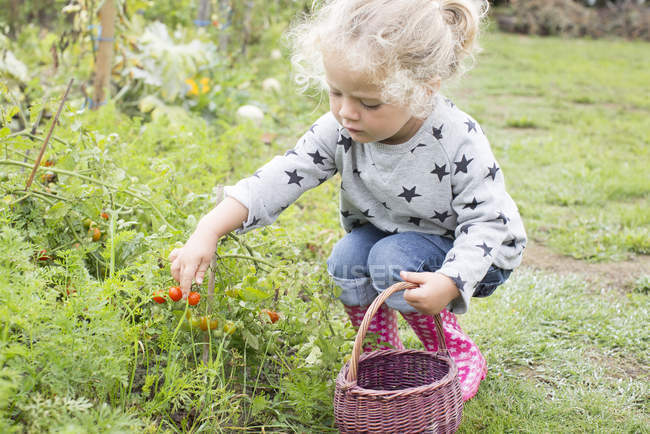 Little girl picking cherry tomatoes from vegetable garden — Stock Photo