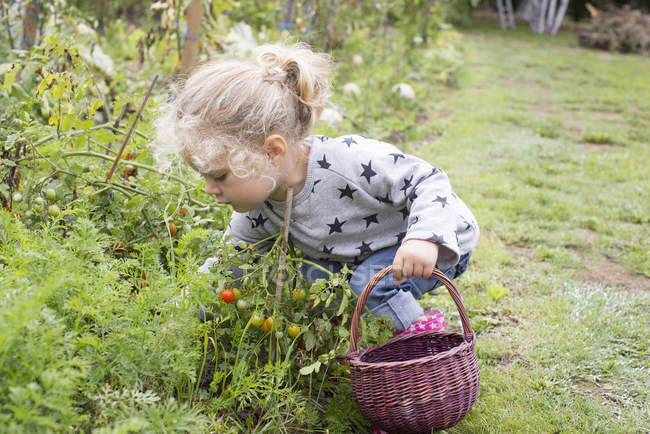Kleines Mädchen pflückt Kirschtomaten aus Gemüsegarten — Stockfoto