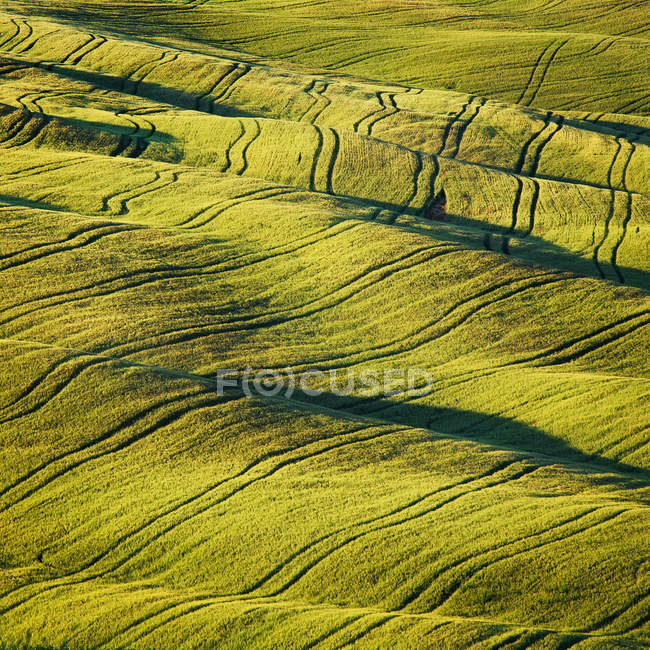 Weizenfeld und Spuren der Textur abstrakt im Sommer. — Stockfoto