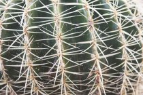 Nahaufnahme Kaktuspflanze — Stockfoto