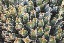 Planta de cactus de primer plano - foto de stock