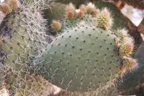 Plante à gros cactus — Photo de stock